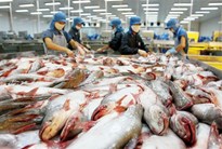 Hệ thống cân thủy sản thu mua từ nhà cung cấp